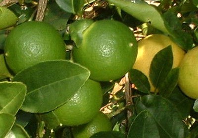 Citrus Aurantifolia