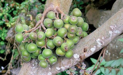 Ficus Racemosa