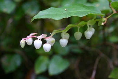 Gaultheria Fragrantissima