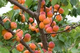 Prunus Armeniaca